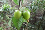 <strong>Aceratium oppositifolium - Gâteblé Gildas - 307</strong><br />© Gâteblé Gildas
